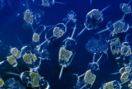 deepwater horizon phytoplankton 1