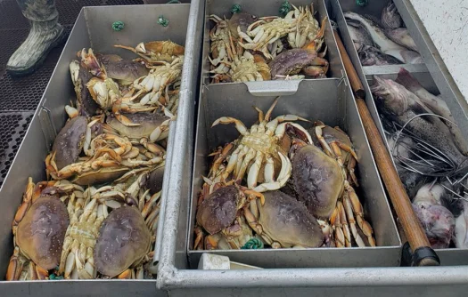 dungeness crabs