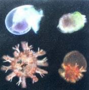 healthy north sea plankton left side