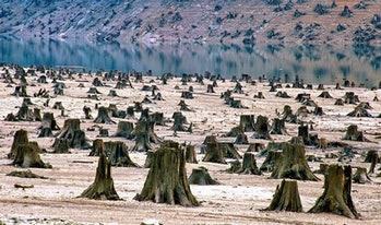 oregon cut trees