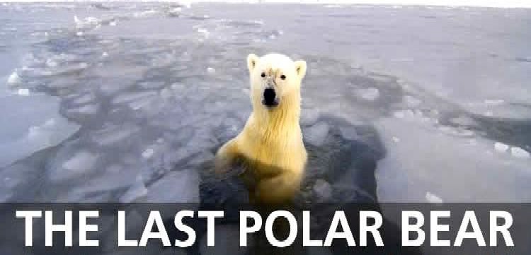 the last polar bear