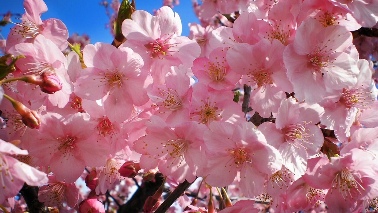 Japan Finally Shakes Off Its Nuclear Fear — and Thorium Is Waiting in the Wings